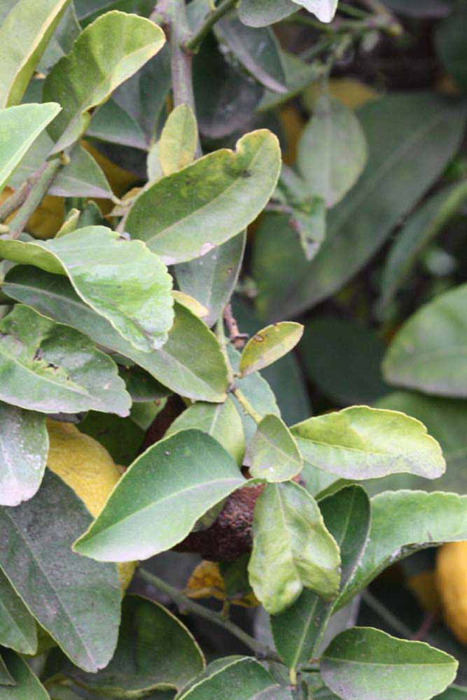            Sun leaves (Florida, Riverside, CA)   